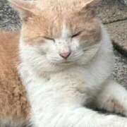 めい こんにちは！ マーガレット