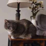 ヒメ日記 2026/01/24 22:21 投稿 めい マーガレット