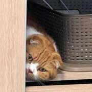 ヒメ日記 2026/02/06 23:51 投稿 めい マーガレット