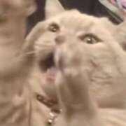 ヒメ日記 2026/02/08 02:31 投稿 めい マーガレット