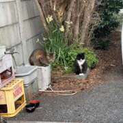 めい こんばんは！ マーガレット