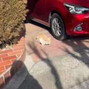 めい こんばんは！ マーガレット