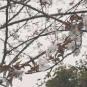 ヒメ日記 2026/04/12 12:35 投稿 らら 千葉人妻セレブリティ（ユメオト）