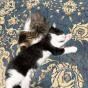 ヒメ日記 2026/01/15 15:16 投稿 じゅり 埼玉熊谷ちゃんこ