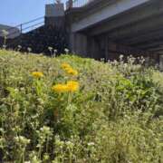 ヒメ日記 2026/04/13 17:13 投稿 りこ 仮面舞踏会