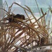 ヒメ日記 2026/07/08 23:24 投稿 みけぽ 熟女の風俗最終章 仙台店