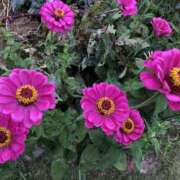 ヒメ日記 2026/01/05 23:41 投稿 なここ 熟女の風俗最終章 宇都宮店