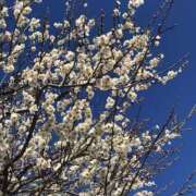 ヒメ日記 2026/03/14 13:02 投稿 なここ 熟女の風俗最終章 宇都宮店