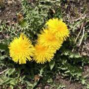 ヒメ日記 2026/03/24 13:11 投稿 なここ 熟女の風俗最終章 宇都宮店