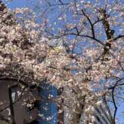 ヒメ日記 2026/03/28 07:11 投稿 なここ 熟女の風俗最終章 宇都宮店