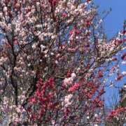 ヒメ日記 2026/04/14 11:45 投稿 なここ 熟女の風俗最終章 宇都宮店