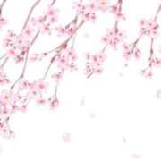 よしの お知らせ 五反田人妻ヒットパレード（シンデレラグループ）