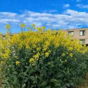 ヒメ日記 2026/04/06 08:02 投稿 みわ 素人妻達☆マイふぇらレディー