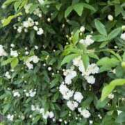 みわ お散歩♡ 素人妻達☆マイふぇらレディー