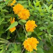 ヒメ日記 2026/04/16 18:58 投稿 みわ 素人妻達☆マイふぇらレディー