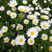 ヒメ日記 2026/01/05 18:51 投稿 あんじゅ 熟女の風俗最終章 本厚木店