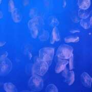 ヒメ日記 2026/01/14 18:11 投稿 あんじゅ 熟女の風俗最終章 本厚木店