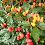 ヒメ日記 2026/01/19 20:21 投稿 あんじゅ 熟女の風俗最終章 本厚木店