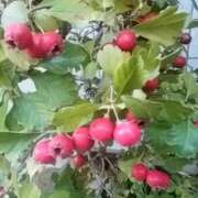 ヒメ日記 2026/01/27 19:41 投稿 あんじゅ 熟女の風俗最終章 本厚木店