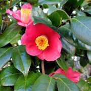 ヒメ日記 2026/03/01 19:11 投稿 あんじゅ 熟女の風俗最終章 本厚木店