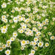 ヒメ日記 2026/03/20 19:01 投稿 あんじゅ 熟女の風俗最終章 本厚木店