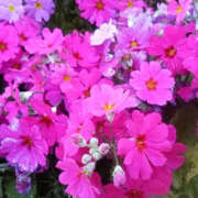 ヒメ日記 2026/03/24 19:02 投稿 あんじゅ 熟女の風俗最終章 本厚木店