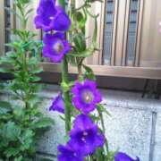 ヒメ日記 2026/03/25 19:02 投稿 あんじゅ 熟女の風俗最終章 本厚木店