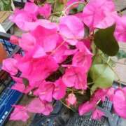 ヒメ日記 2026/04/12 19:10 投稿 あんじゅ 熟女の風俗最終章 本厚木店