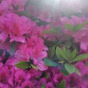 ヒメ日記 2026/04/22 19:06 投稿 あんじゅ 熟女の風俗最終章 本厚木店