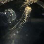 ヒメ日記 2026/01/31 02:31 投稿 ゆめか ハニープラザ（ユメオト）