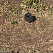 ヒメ日記 2026/01/28 17:46 投稿 リホ マテリアル