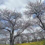 ヒメ日記 2026/03/30 14:01 投稿 矢野ともこ MADAM