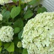 ヒメ日記 2026/06/07 08:46 投稿 矢野ともこ MADAM