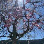 ヒメ日記 2026/04/04 00:31 投稿 らら 静岡駅前ちゃんこ