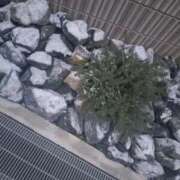 ヒメ日記 2026/02/09 08:04 投稿 あき 奥さまさくら京橋店