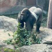 ヒメ日記 2026/01/11 12:20 投稿 れいこ(体験) 人妻の雫　福山店