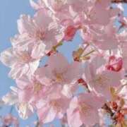 ヒメ日記 2026/04/13 12:49 投稿 かほ 激安ピーチ