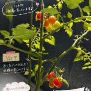 ヒメ日記 2026/07/14 15:09 投稿 りな 激安ピーチ