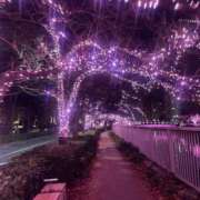 ヒメ日記 2026/01/31 23:49 投稿 みなみ★高身長で上品な和風美人 Bell～S級美女お姉様・人妻デリヘル～