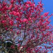 ヒメ日記 2026/02/22 12:07 投稿 みなみ★高身長で上品な和風美人 Bell～S級美女お姉様・人妻デリヘル～