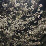 ヒメ日記 2026/04/02 21:15 投稿 みなみ★高身長で上品な和風美人 Bell～S級美女お姉様・人妻デリヘル～