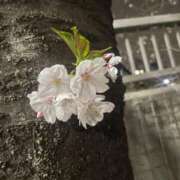 ヒメ日記 2026/04/05 20:39 投稿 みなみ★高身長で上品な和風美人 Bell～S級美女お姉様・人妻デリヘル～