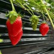 ヒメ日記 2026/01/07 16:02 投稿 きらら Charme（シャルム）