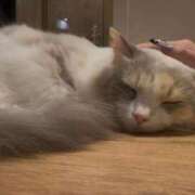 ヒメ日記 2026/01/16 14:29 投稿 あま 白いぽっちゃりさん五反田店