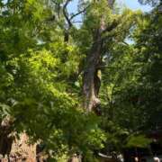 ヒメ日記 2026/02/12 14:53 投稿 サオリ MEGA PALACE(メガパレス）