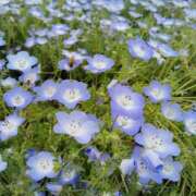 鵜飼いぶき こんばんは 五十路マダム 岐阜店