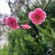 ヒメ日記 2026/02/16 12:13 投稿 鈴-すず 熟女10000円デリヘル横浜