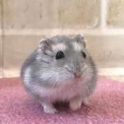 ゆか ねずみ飼い始めました🐀 ドMなバニーちゃん 柴田店