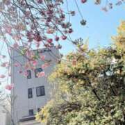 ヒメ日記 2026/03/15 15:57 投稿 ゆりか 錦糸町人妻セレブリティ（ユメオト）