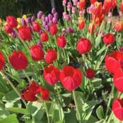 ヒメ日記 2026/01/26 11:05 投稿 柏木 熟女待機所 厚木店